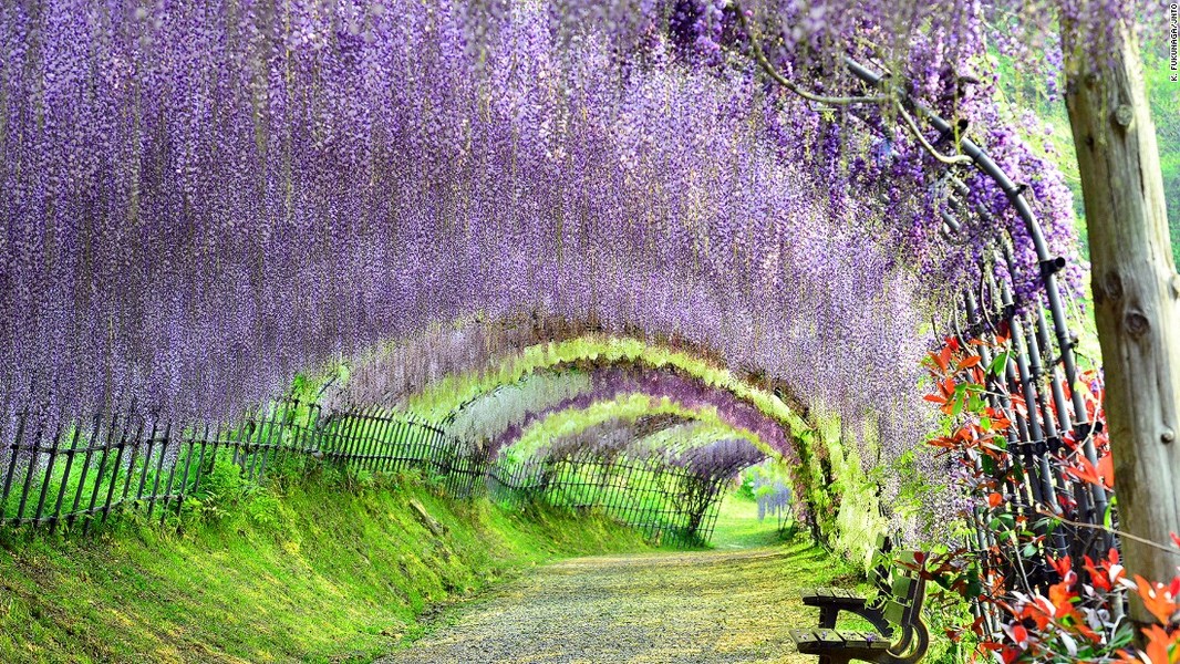 Vườn tình yêu Kawachi Fuji là địa điểm lý tưởng dành cho các cặp đôi yêu nhau. Đây cũng là một trong những  điểm du lịch hút khách ở Nhật Bản. Ảnh CNN